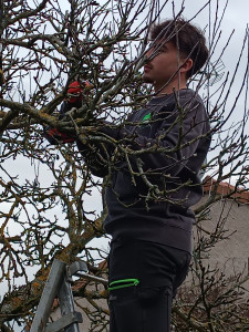 Photo de galerie - Elagage et coupe d'arbres