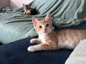 Photo de galerie - J'aime beaucoup les chats   ??