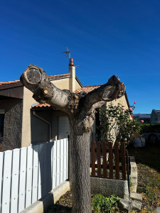 Photo de galerie - Élagage d’un arbre en bordure de maison !