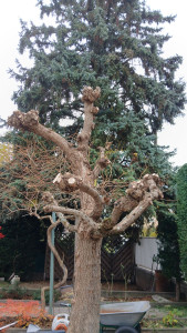 Photo de galerie - Taille d'arbre après 