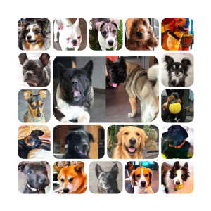 Photo de galerie - Différentes races de chiens déjà gardées à notre domicile.