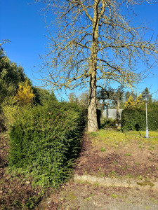 Photo de galerie - Taille de haies et d'arbustes