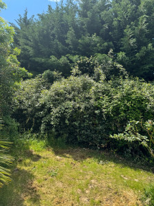 Photo de galerie - Avant taille et rabattage de haie 