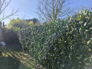 Photo de galerie - Taille haie lauriers