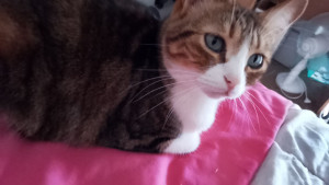 Photo de galerie - Garde chat