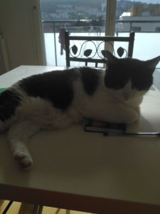 Photo de galerie - Je vous présente mimi 