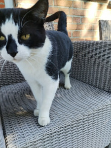 Photo de galerie - Garde chat