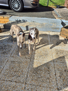 Photo de galerie - Joy et Kim en garde à la maison pour une semaine.??