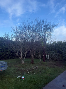 Photo de galerie - Elagage et coupe d'arbres