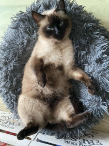 Photo de galerie - Garde chat