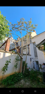 Photo de galerie - Demontage en centre ville 






