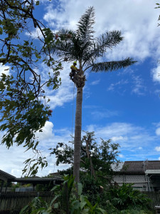 Photo de galerie - Démontage d’un palmier 