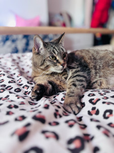 Photo de galerie - Ayant moi-même un chat, je garderai le vôtre avec un immense plaisir! 