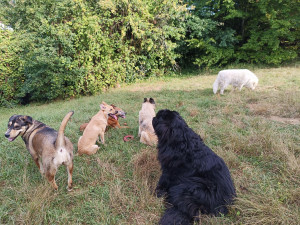 Photo de galerie - Garde animaux et pension familiale 