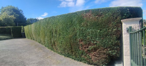 Photo de galerie - Taille de thuyas 