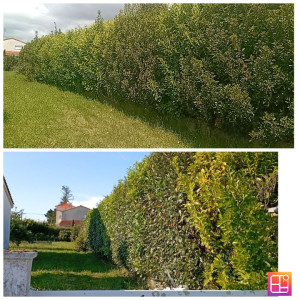 Photo de galerie - Entretien printanier 