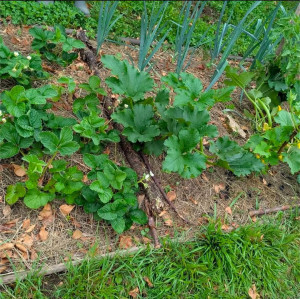 Photo de galerie - Lasagnes en permaculture 