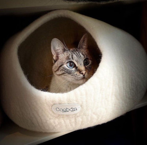 Photo de galerie - Garde chat