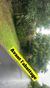 Photo de galerie - Avant l’abattage 