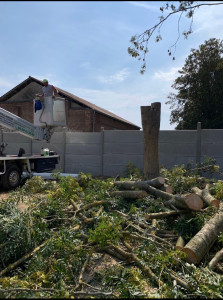 Photo de galerie - Arbre coupé