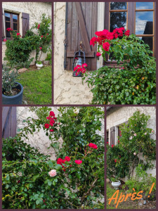 Photo de galerie - Taille rosiers 