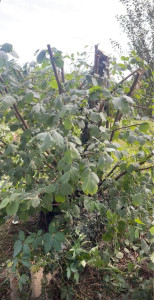 Photo de galerie - Taille de haies et d'arbustes