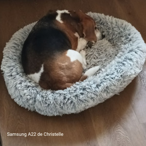 Photo de galerie - Garde chien