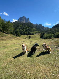 Photo de galerie - Balade avec mon chien et des copains