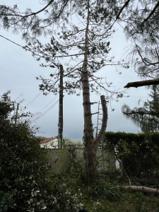 Photo de galerie - Elagage et coupe d'arbres