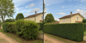 Photo de galerie - Taille de haie