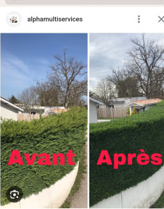 Photo de galerie - Taille d'une haie sur 20m de long.
