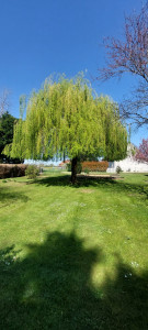 Photo de galerie - Taille d'arbre 