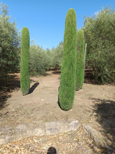 Photo de galerie - Taille de cyprès.