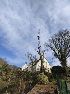Photo de galerie - Démontage d'un chêne