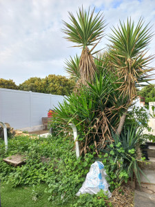 Photo de galerie - Taille Yucca (avant)