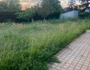 Photo de galerie - Débroussaillage  l'herbe haut 

