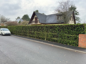 Photo de galerie - Taille de haies et d'arbustes