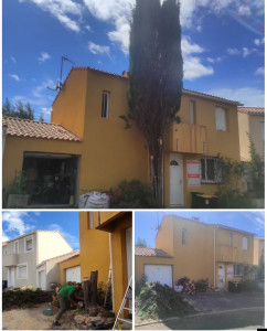 Photo de galerie - Abbatage Cyprès 