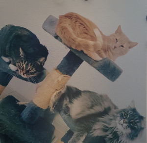 Photo de galerie - Chats 1