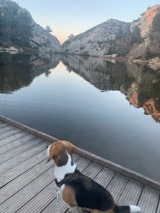 Photo de galerie - Je propose mes services pour la promenade de chiens