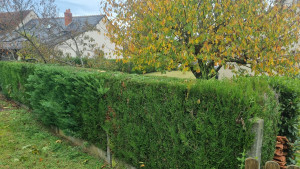 Photo de galerie - Taille  de haie  et évacuation  a la decheterie  ..