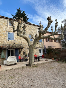 Photo de galerie - Elagage et coupe d'arbres
