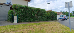 Photo de galerie - Taille de haie variée 