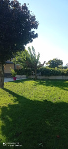 Photo de galerie - Elagage et coupe d'arbres