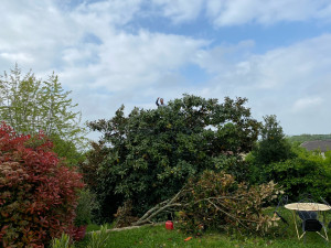 Photo de galerie - Étêtage d’arbre 