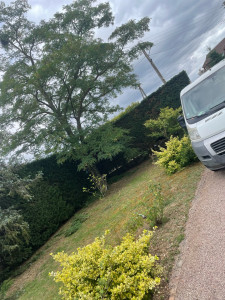 Photo de galerie - Taille de haies 78 Aubergenville clients contents !