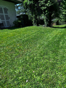 Photo de galerie - Tonte pelouse 