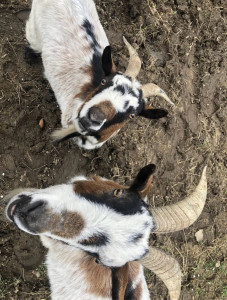 Photo de galerie - Chèvres 