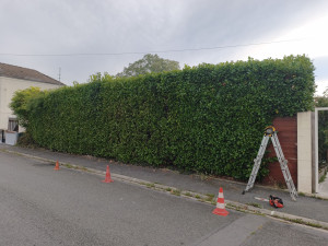 Photo de galerie - Elagage et coupe d'arbres