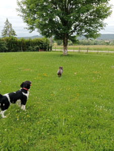 Photo de galerie - J'ai gardé un chien ?? ça c'est bien passé 


